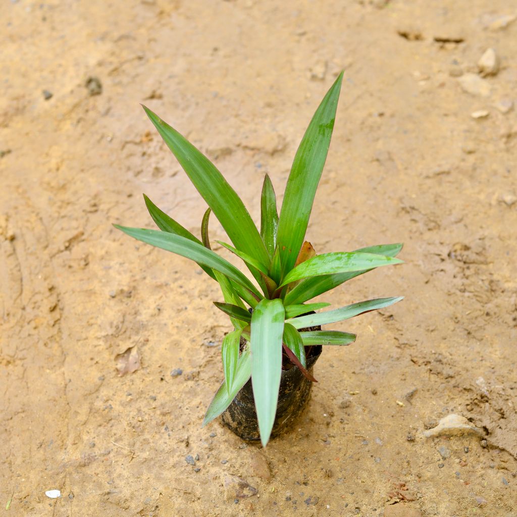 Rhoeo / Durangi Green in 4 Inch Nursery Bag