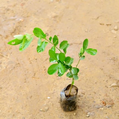 Buy Lemon / Nimbu Plant in 4 Inch Nursery Bag Online | Urvann.com