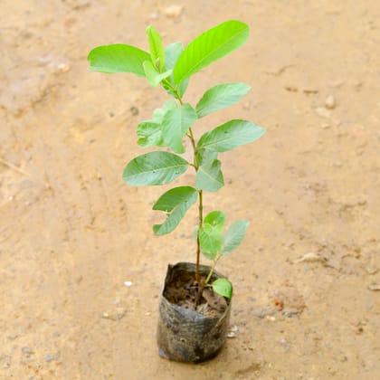 Buy Guava Hybrid (~ 1.5 Ft) in 6 Inch Nursery Bag Online | Urvann.com