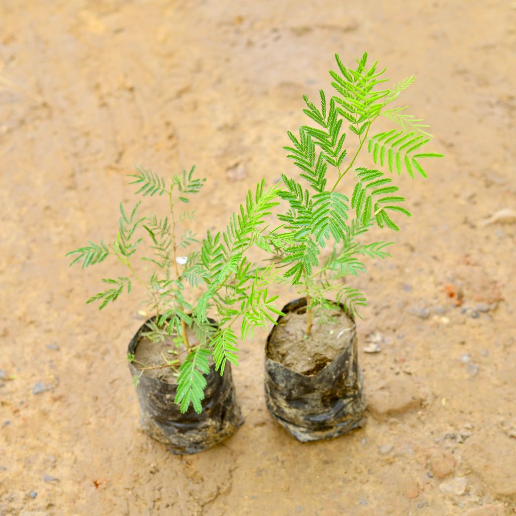 Set of 2 - Shami Plant in 4 Inch Nursery Bag