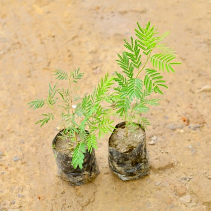 Buy Set of 2 - Shami Plant in 4 Inch Nursery Bag Online | Urvann.com