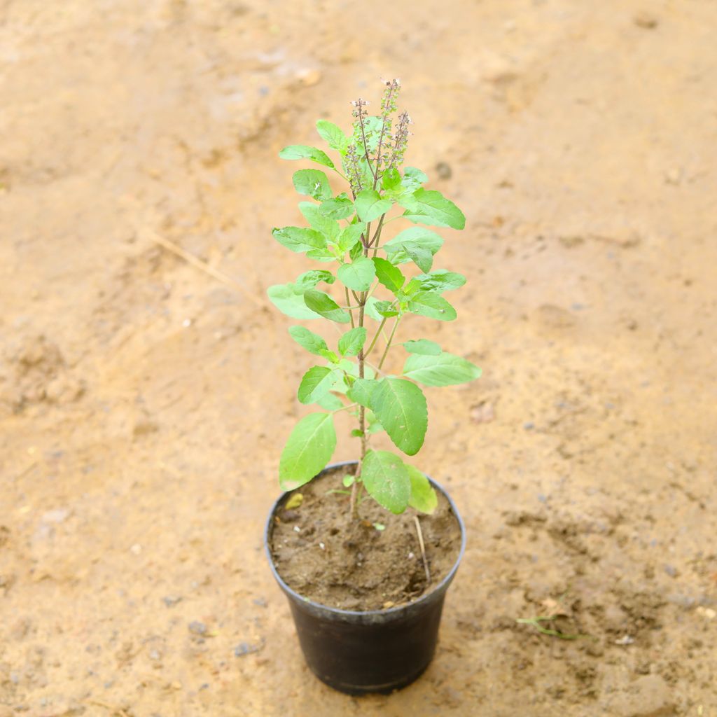 Shyama Tulsi (~ 1.5 Ft) in 6 Inch Nursery Pot