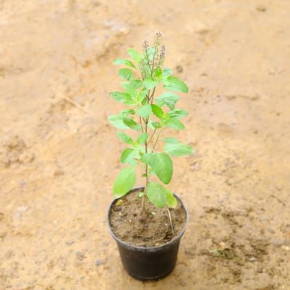 Buy Shyama Tulsi (~ 1.5 Ft) in 6 Inch Nursery Pot Online | Urvann.com