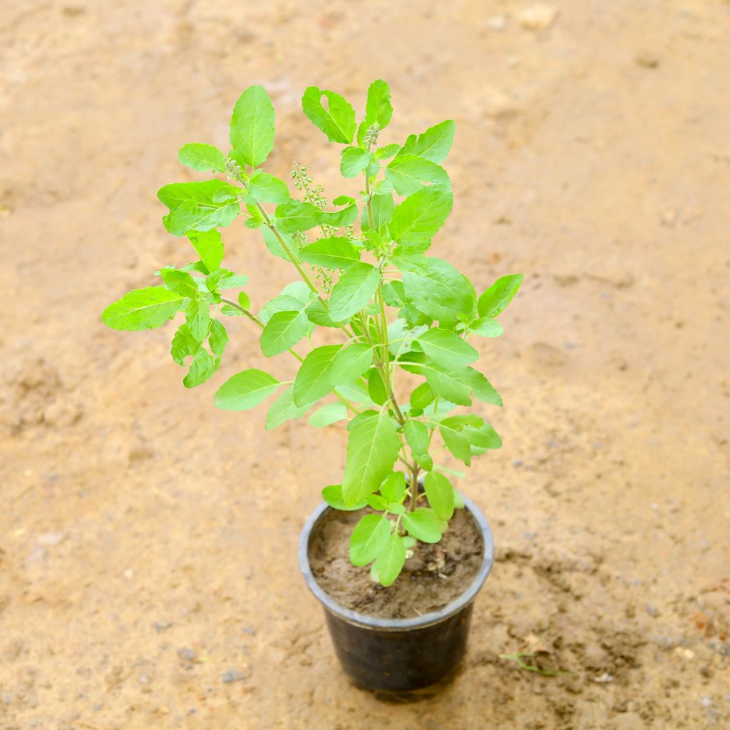 Rama Tulsi (~ 1 Ft) in 6 Inch Nursery Pot