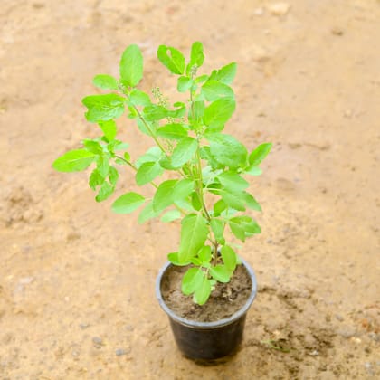 Buy Rama Tulsi (~ 1 Ft) in 6 Inch Nursery Pot Online | Urvann.com