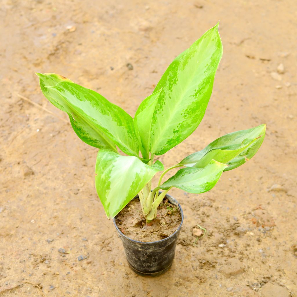 Aglaonema Silver King (~ 1.5 Ft) in 6 Inch Nursery Pot