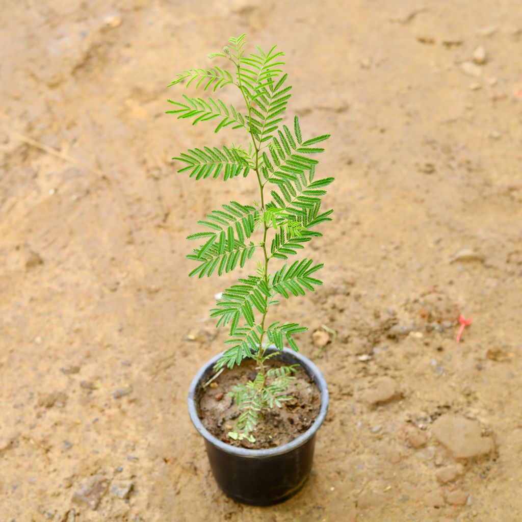 Shami in 6 Inch Nursery Pot