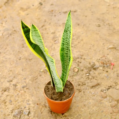 Buy Snake Golden (~ 1 Ft) in 4 Inch Nursery Pot Online | Urvann.com