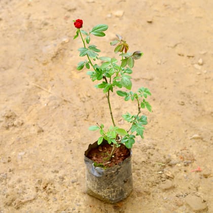 Buy Rose Red Grafted (~ 1 Ft) in 8 Inch Nursery Bag Online | Urvann.com