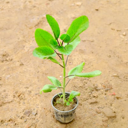 Buy Patharchatta  in 6 Inch Nursery Pot Online | Urvann.com
