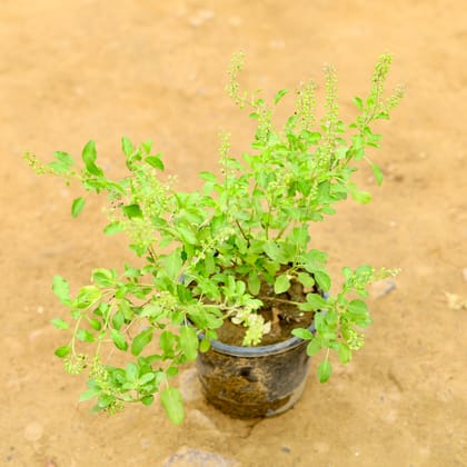 Buy Rama tulsi in 6 Inch Nursery Pot Online | Urvann.com
