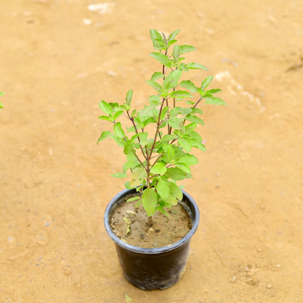 Shyama Tulsi in 6 Inch Nursery Pot