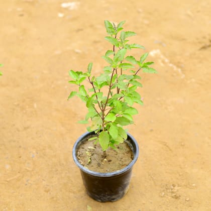 Buy Shyama Tulsi in 6 Inch Nursery Pot Online | Urvann.com