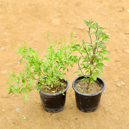 Buy Set of 2 - Rama & Shyama Tulsi in 6 Inch Nursery Pot Online | Urvann.com