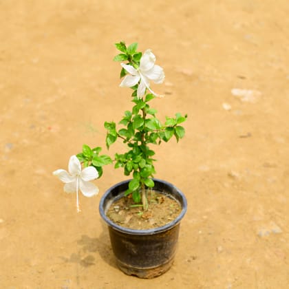 Buy Hibiscus / Gudhal White in 6 Inch Nursery Pot Online | Urvann.com