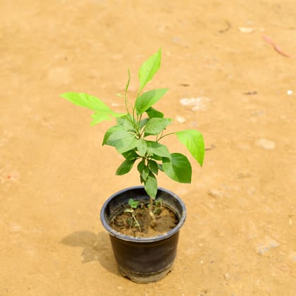 Buy Bel Patra in 6 Inch Nursery Pot Online | Urvann.com