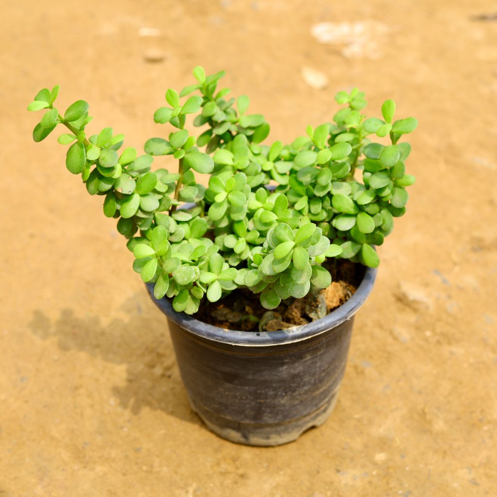 Jade in 6 Inch Nursery Pot