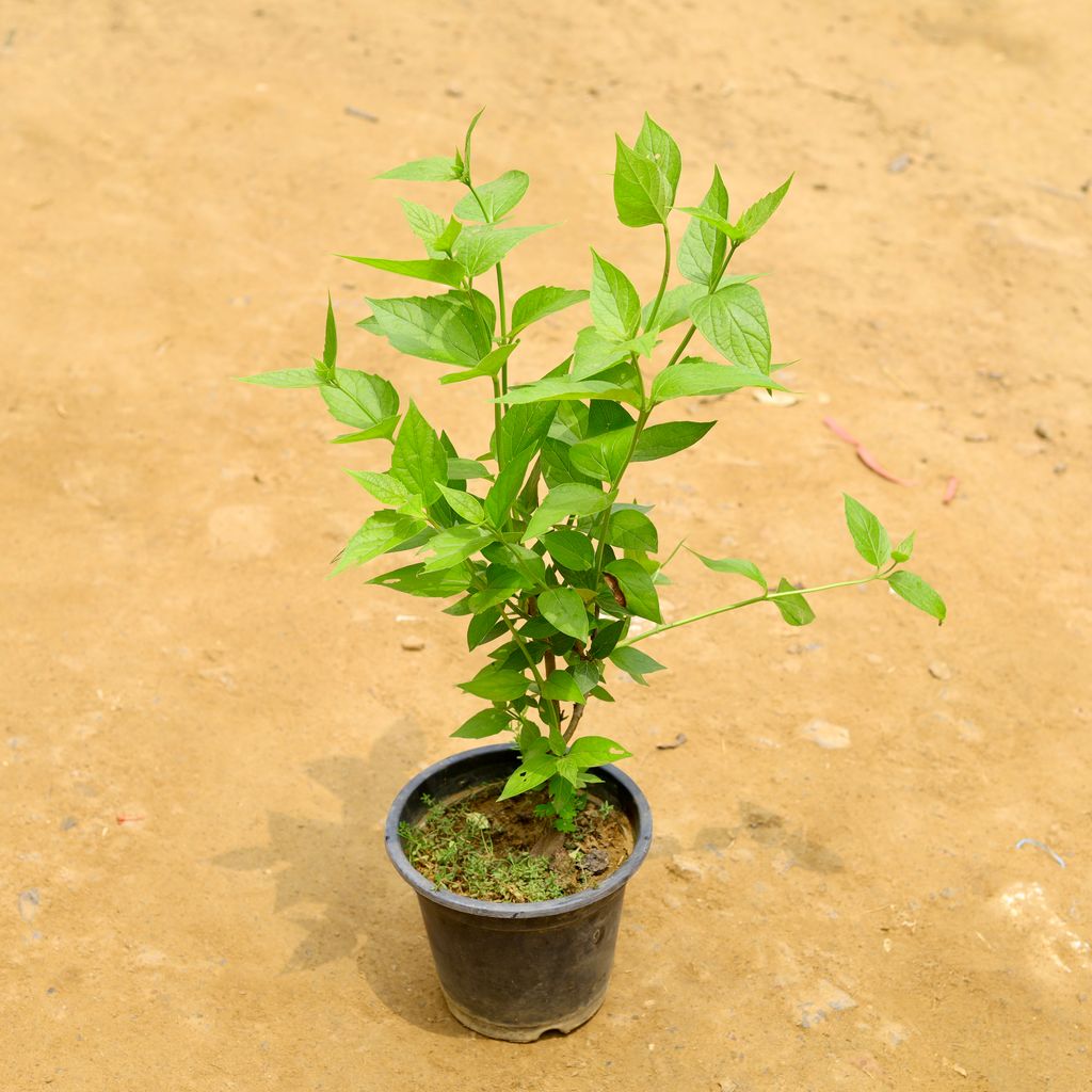 Harsingar / Parijaat (~ 1.5 Ft) (any colour) in 8 Inch Nursery Pot