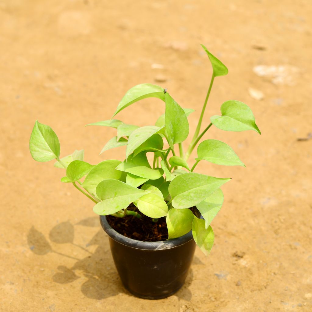 Money Plant Golden in 4 Inch Nursery Pot