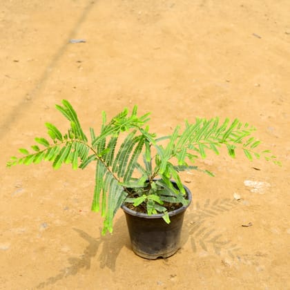 Buy Amla in 8 Inch Nursery Pot Online | Urvann.com