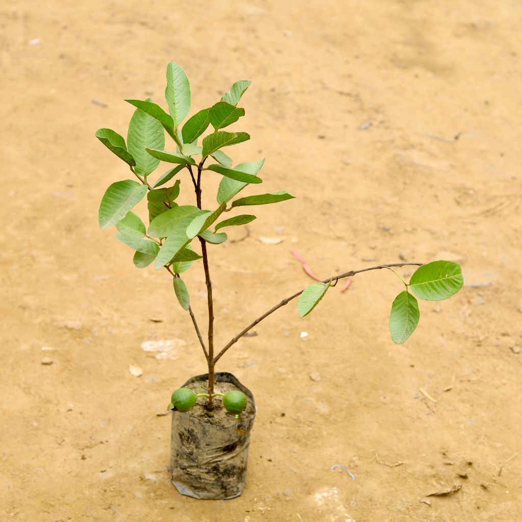 Guava (~ 1.5 Ft) 6 months old in 6 Inch Nursery Bag