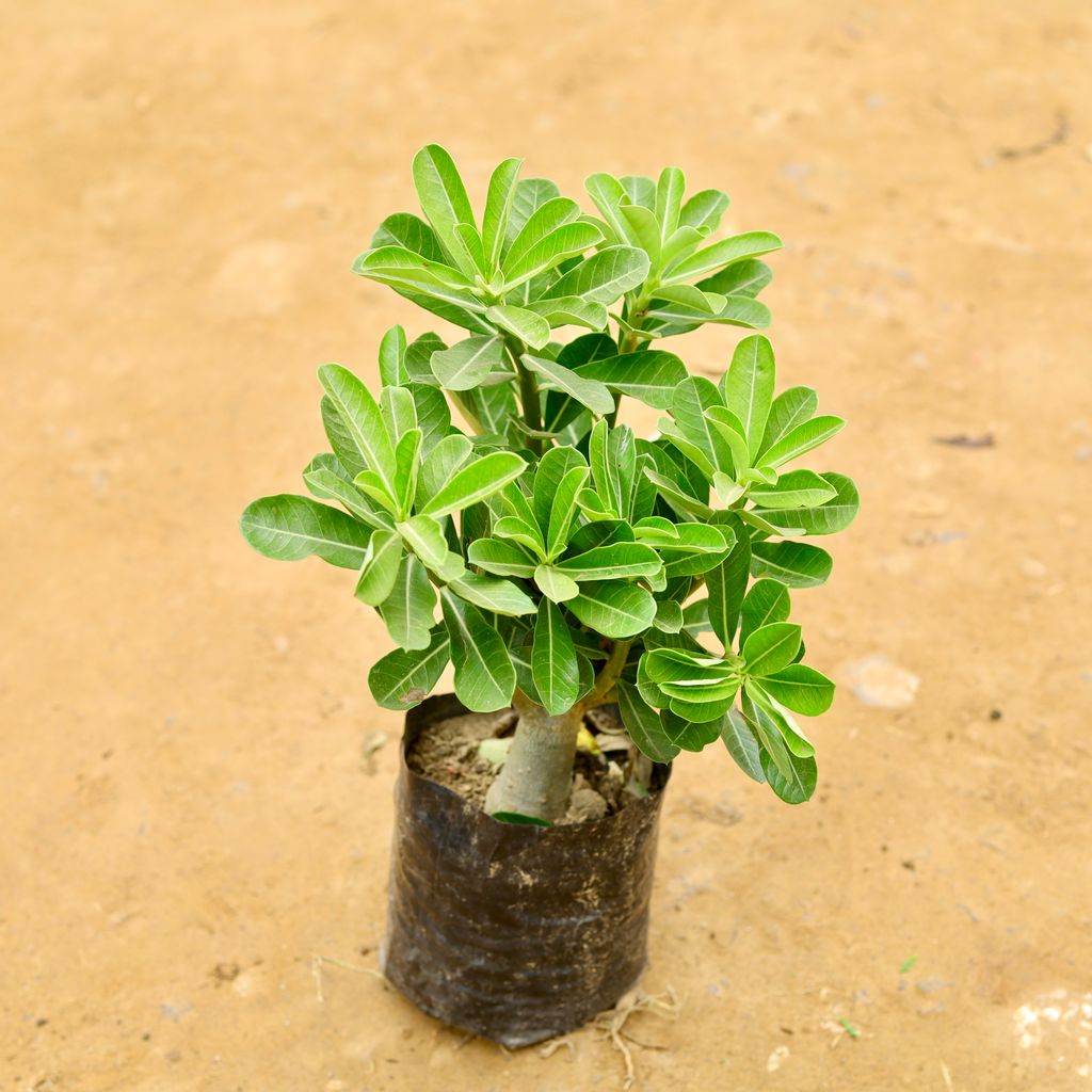 Adenium (any colour) in 6 Inch Nursery Bag