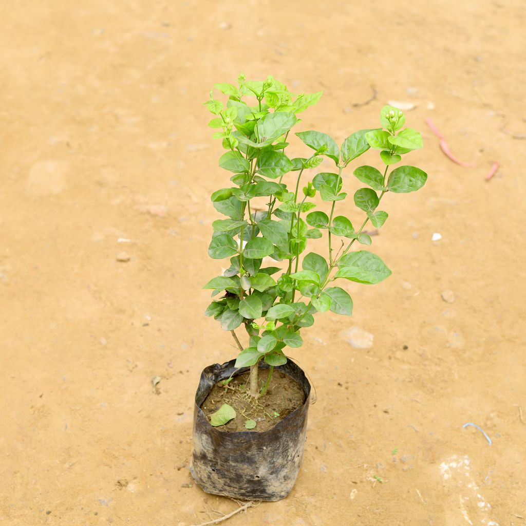 Motia Jasmine White in 6 Inch Nursery Bag