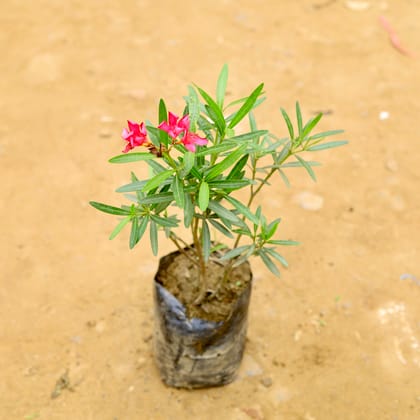 Buy Kaner / Oleander Red in 6 Inch Nursery Bag Online | Urvann.com