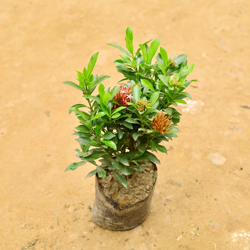 Ixora pink in 6 Inch Nursery Bag