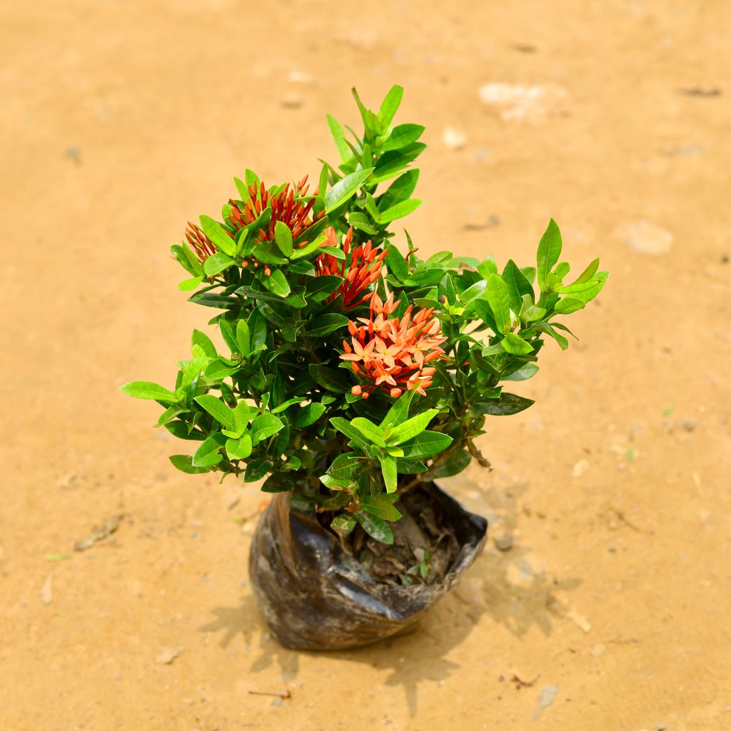 Ixora Chinese Orange in 6 Inch Nursery Bag