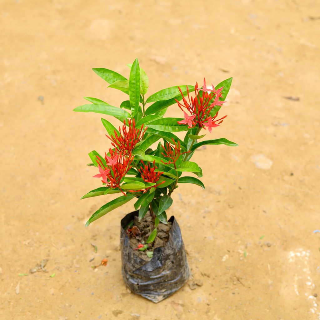 Ixora English Red in 6 Inch Nursery Bag