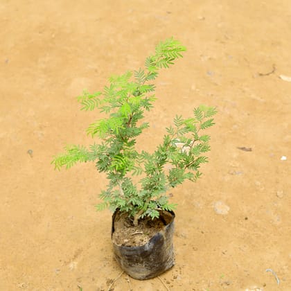 Buy Shami Plant in 6 Inch Nursery Bag Online | Urvann.com