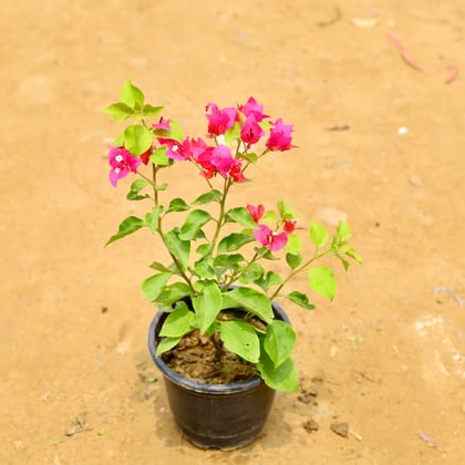 Buy Bougainvillea Pink in 6 Inch Nursery Bag Online | Urvann.com