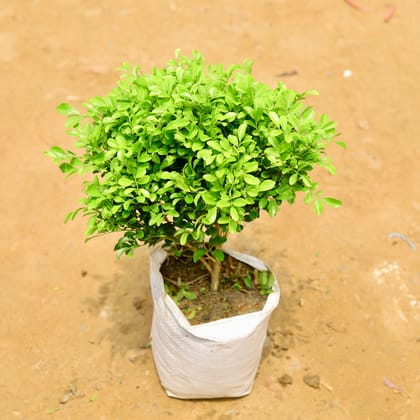 Buy Madhu Kamini (any colour) in 8 Inch Nursery Bag Online | Urvann.com