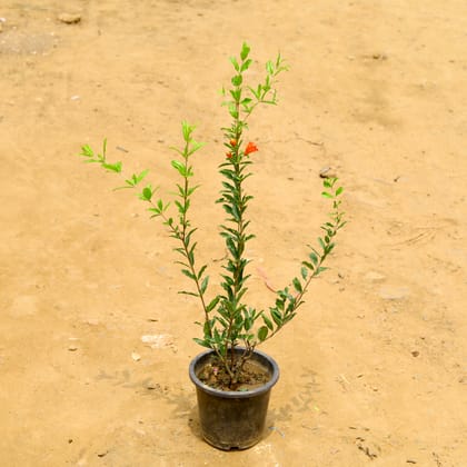 Buy Anar (� 2 Ft) 6 Months old in 8 Inch Nursery Pot Online | Urvann.com
