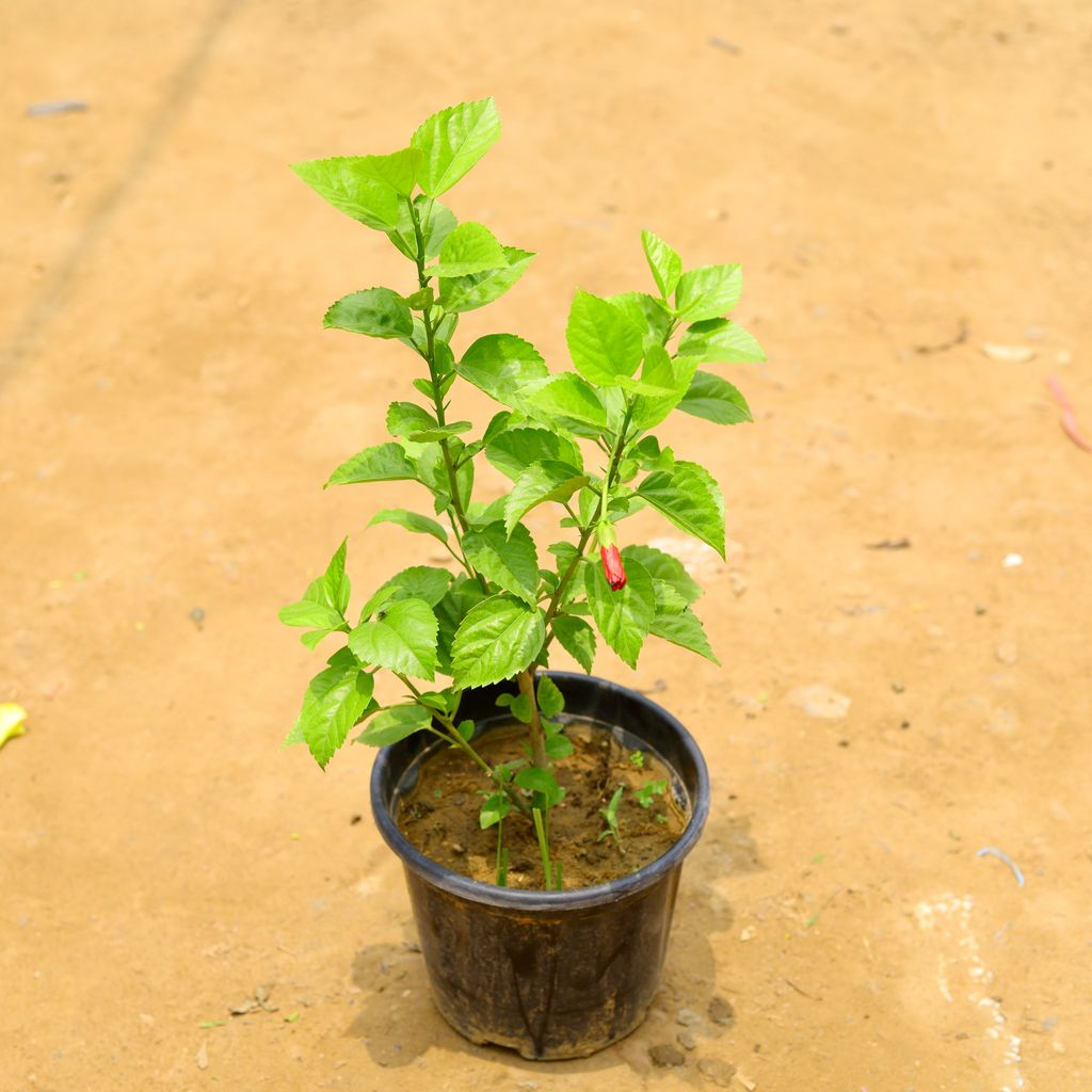 Hibiscus / Gudhal Red (~ 1.5 ft) in 8 Inch Nursery Pot