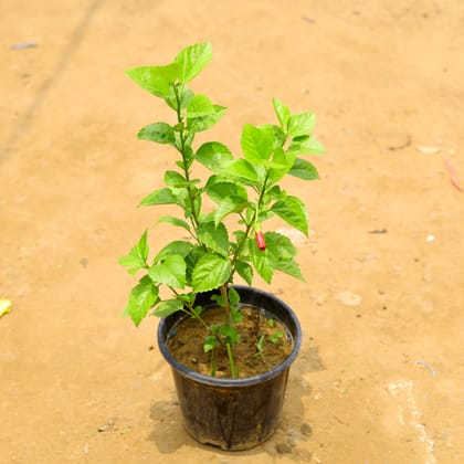 Buy Hibiscus / Gudhal Red (� 1.5 ft) in 8 Inch Nursery Pot Online | Urvann.com