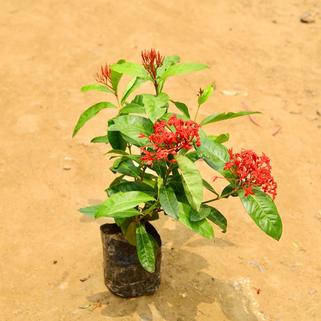 Ixora Desi Red in 6 Inch Nursery Bag