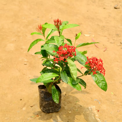 Buy Ixora Desi Red in 6 Inch Nursery Bag Online | Urvann.com