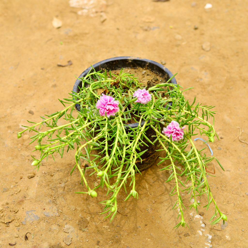 Portulaca Moss rose Pink in 6 Inch Nursery Pot