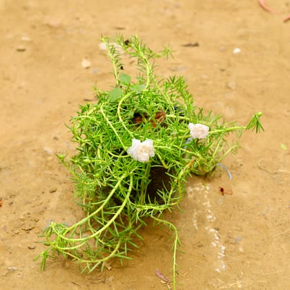 Buy Portulaca Moss rose White in 6 Inch Nursery Pot Online | Urvann.com