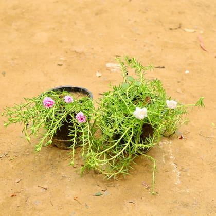Buy Set of 2 - Portulaca Moss Rose (Pink & White) in 6 Inch Nursery Pot Online | Urvann.com