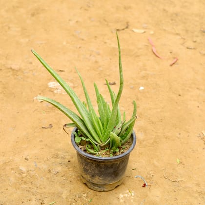 Buy Aloevera in 6 Inch Nursery Pot Online | Urvann.com