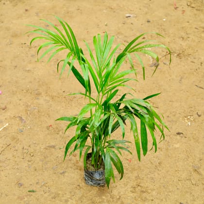 Buy Areca Palm (� 2 Ft) in 6 Inch Nursery Bag Online | Urvann.com