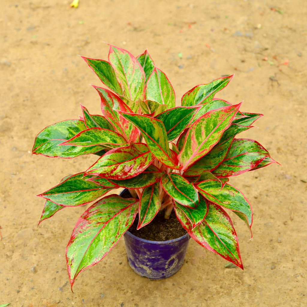 Aglaonema Lipstick Bushy in 6 Inch Nursery Pot