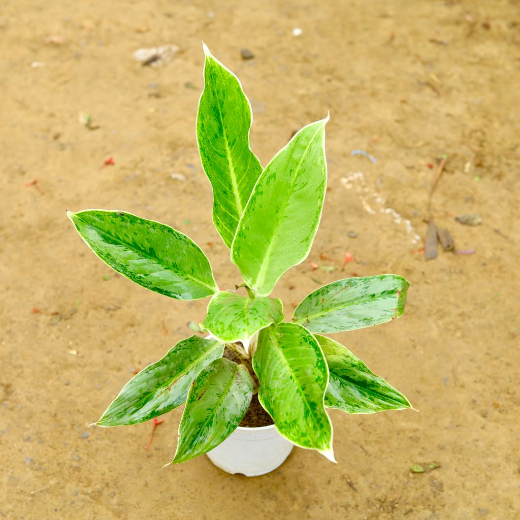 Aglaonema Silver in 6 Inch White Plastic Pot