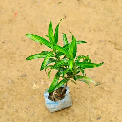 Buy Dracaena Messanger / song of India Green in 4 Inch Nursery Bag Online | Urvann.com