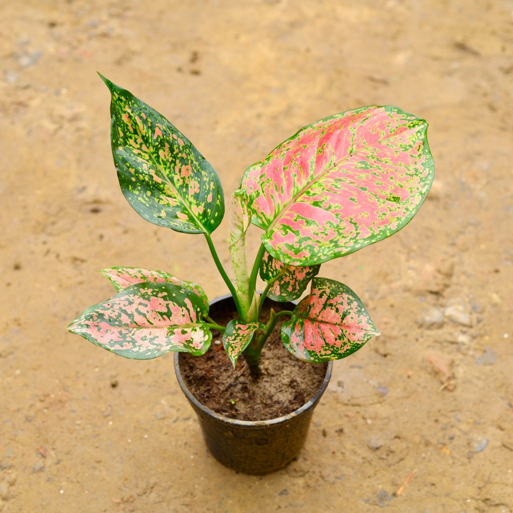 Aglaonema Pink Dalmatian in 6 Inch Nursery Pot