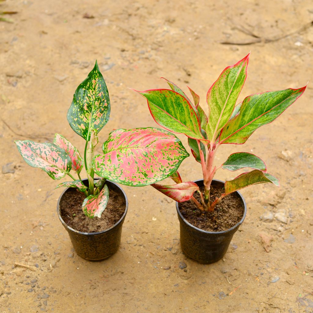 Set of 2 - Aglaonema (Pink Dalmatian & Lipstick) in 6 Inch Nursery Pot