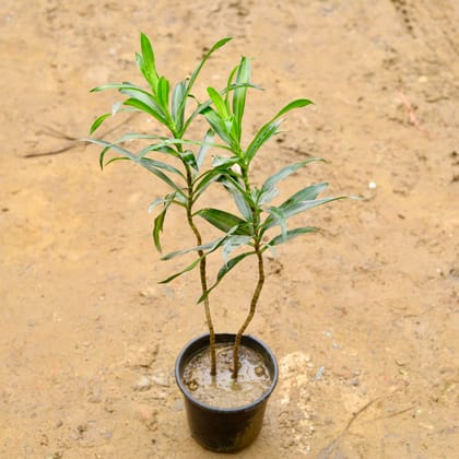 Buy Dracaena Messanger / song of India Green (~ 1.5 Ft) in 6 Inch Nursery Pot Online | Urvann.com